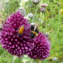 Dortmund, NABU-Insektengarten