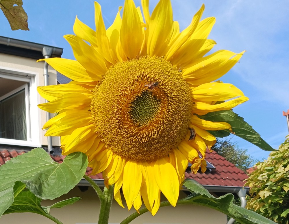 Dortmund, Garten Buchholz