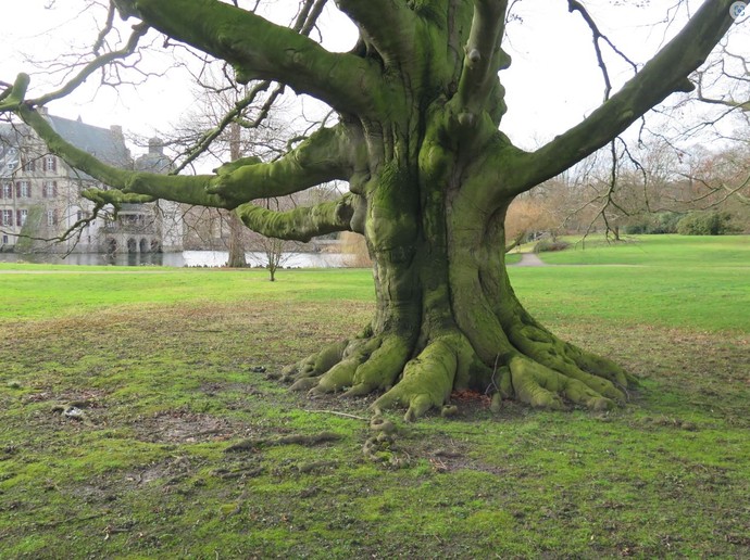 Blutbuch im Park von Schloss Bodelschwingh in Dortmund